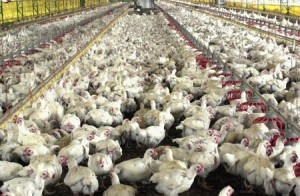 Japão, Irã e Kuwait derrubam exportações de frango em fevereiro